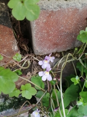 Cymbalaria muralis