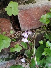 Cymbalaria muralis