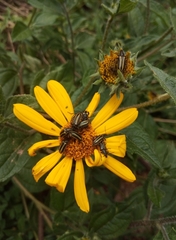 Astylus vittaticollis