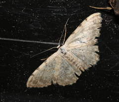 Scopula submutata