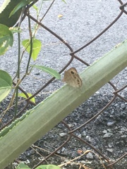 Ypthima baldus newboldi