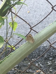 Ypthima baldus newboldi