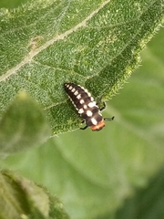 Eriopis connexa