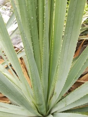 Dasylirion berlandieri