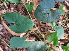 Cucumis althaeoides