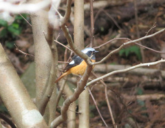 Phoenicurus auroreus