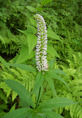 Veronicastrum sibiricum