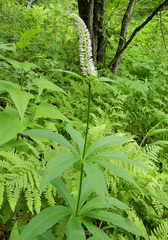 Veronicastrum sibiricum