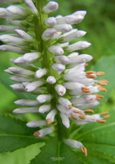 Veronicastrum sibiricum