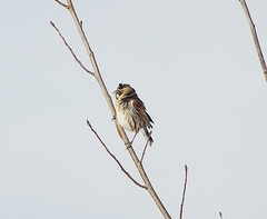 Emberiza schoeniclus