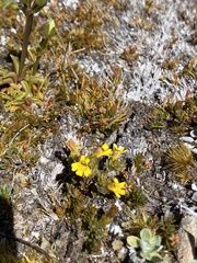 Euphrasia cockayneana