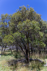 Eucalyptus stellulata