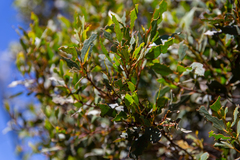 Eucalyptus stellulata