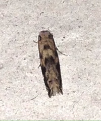 Erechthias zebrina