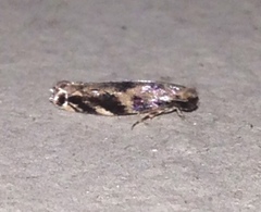 Erechthias zebrina