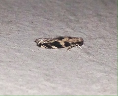 Erechthias zebrina