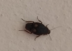 Euthyrrhapha pacifica