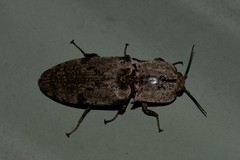 Cryptalaus prosectus