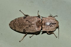 Cryptalaus prosectus