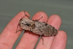 Cryptalaus prosectus