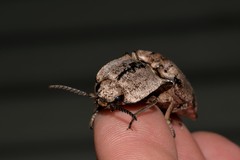 Cryptalaus prosectus