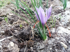 Crocus sativus