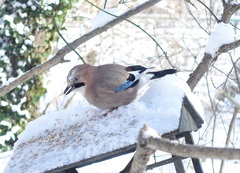 Garrulus glandarius