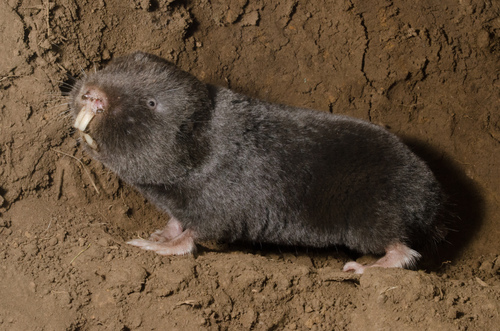 Natal Mole-rat (Cryptomys natalensis) — Least Concern Mammalia
