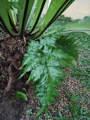 Davallia denticulata