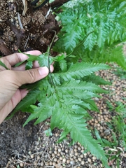 Davallia denticulata