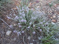 Teucrium capitatum majoricum