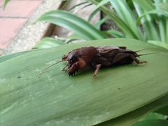 Gryllotalpa orientalis