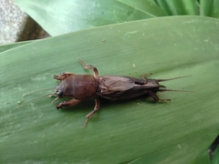 Gryllotalpa orientalis