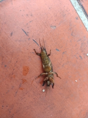 Gryllotalpa orientalis