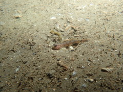 Acentrogobius pflaumii