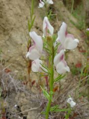 Misopates calycinum