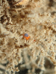 Cystiscus
