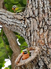 Psittacula alexandri