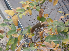 Callosciurus finlaysonii