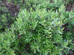 Phillyrea angustifolia