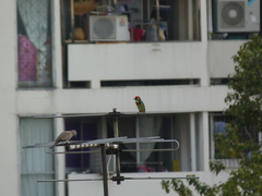 Psilopogon haemacephalus