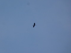 Mycteria leucocephala