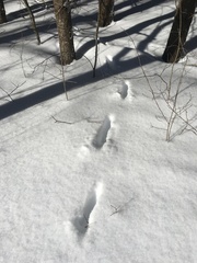 Odocoileus virginianus borealis