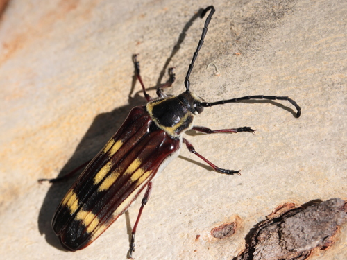 Tooley Insect Photo 113274237, (c) tobyyy, some rights reserved (CC BY-SA), uploaded ...