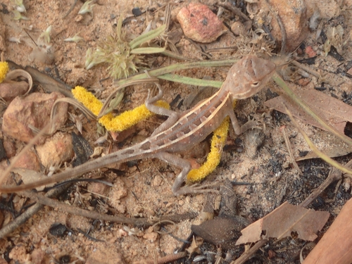 Northern Two-lined Dragon