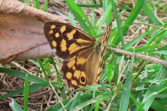 Heteronympha paradelpha