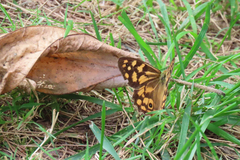 Heteronympha paradelpha