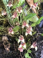Masdevallia nidifica
