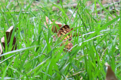 Heteronympha paradelpha