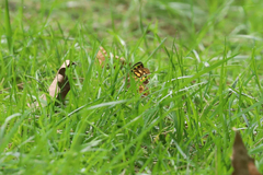 Heteronympha paradelpha